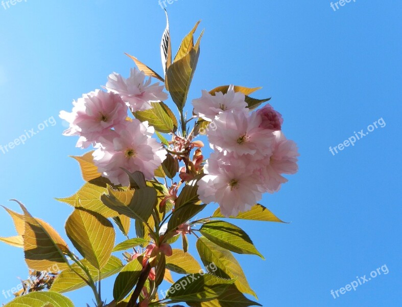 Flower Pink Sky Blue Nature