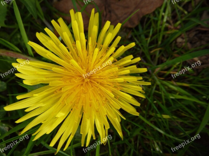 Flower Yellow Spring Yellow Flowers Nature