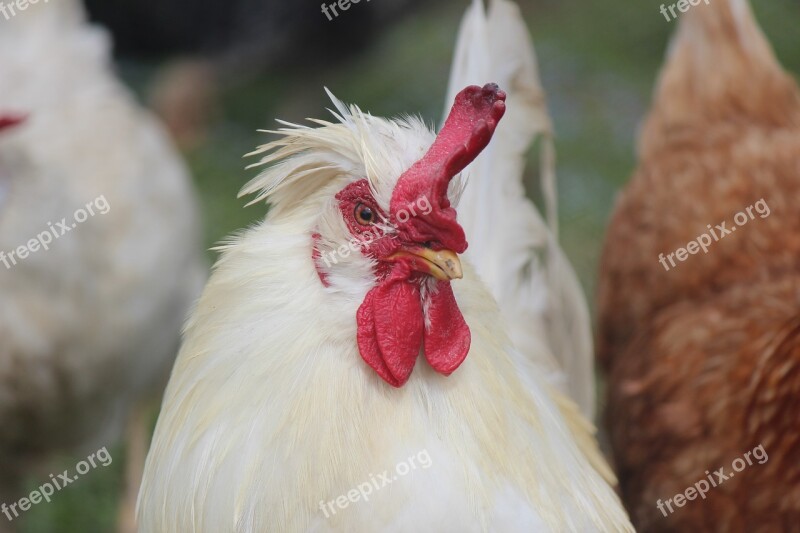 Animal Gallo Hen Farm Ave