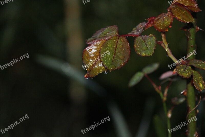 Roses Stem Leaves Green Plant