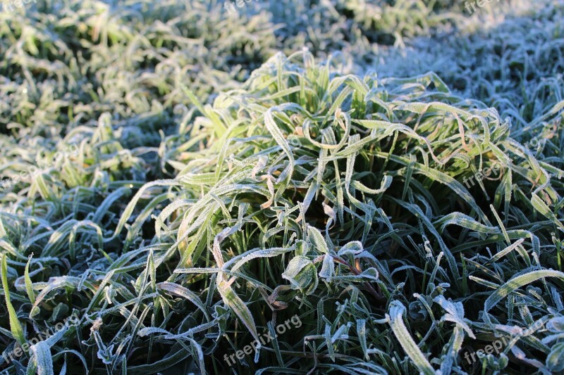 Grass Frost Green Ice Cold