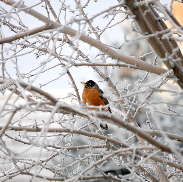 Robin Bird Winter Branch Tree