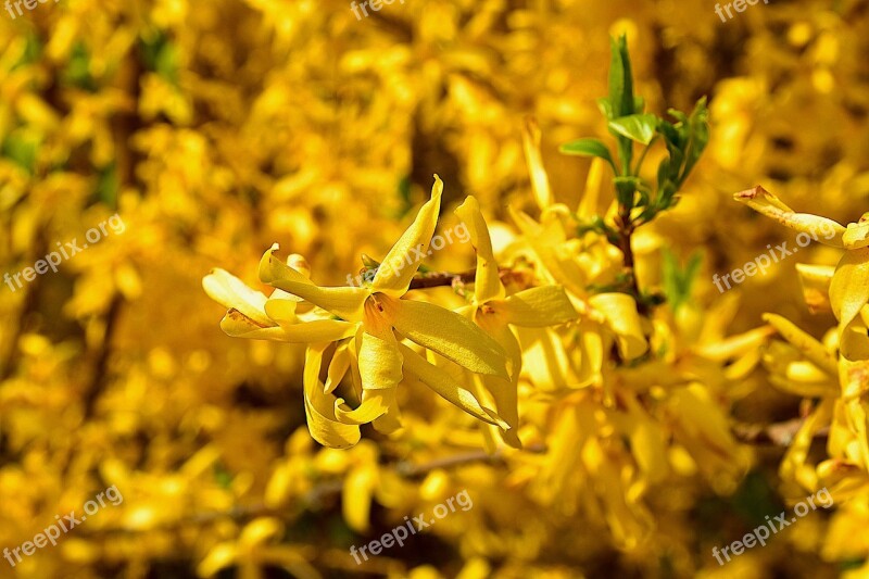 Spring Ornamental Shrub Forsythia Golden Bells Farbenpracht