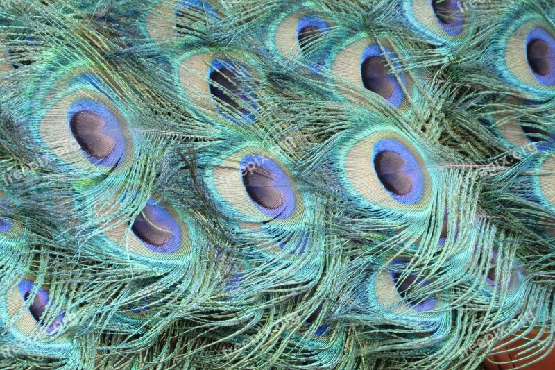 Peacock Feathers Peacock Bird Feathers Animal