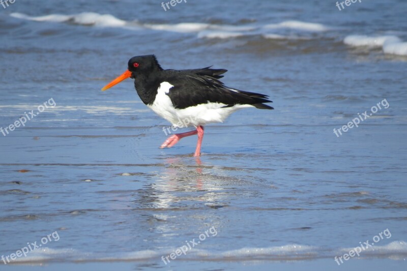 Oystercatcher Sea Beach Bird Coast