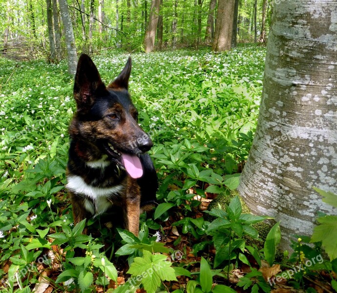 Bear's Garlic Riparian Zone Spring Dog Free Photos