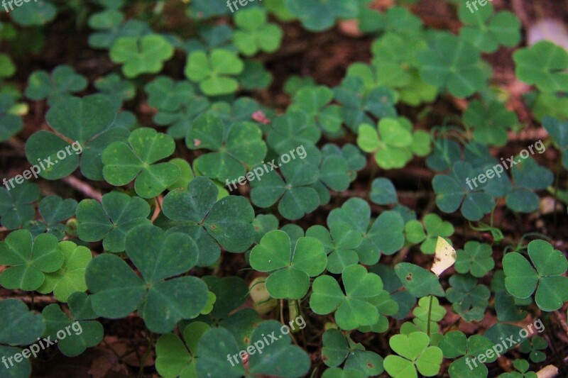 Klee Nature Plant Green Red Clover