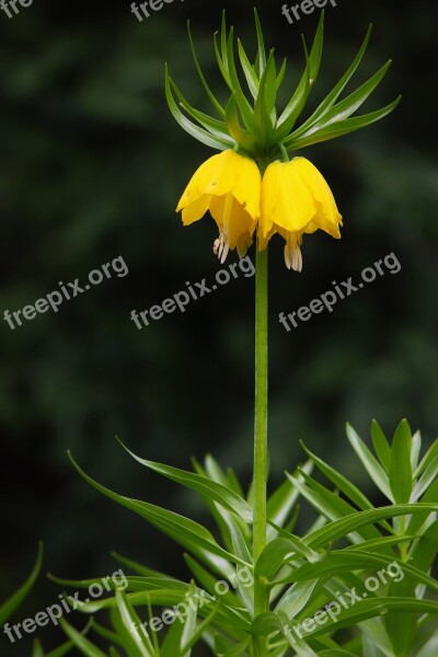 Imperial Crown Yellow Flower Flower Exotic Park