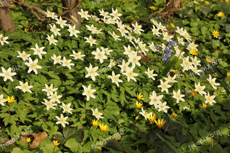 Spring Early Bloomer Flower Nature White Flowers