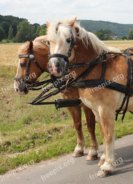 Horses Team Horse Drawn Carriage Ross Wagon