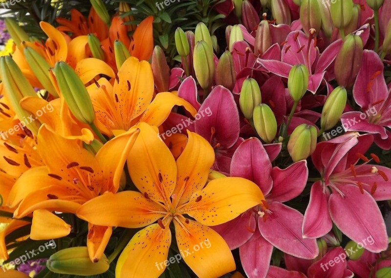 Flowers Lilies Orange Pink Garden Flowers