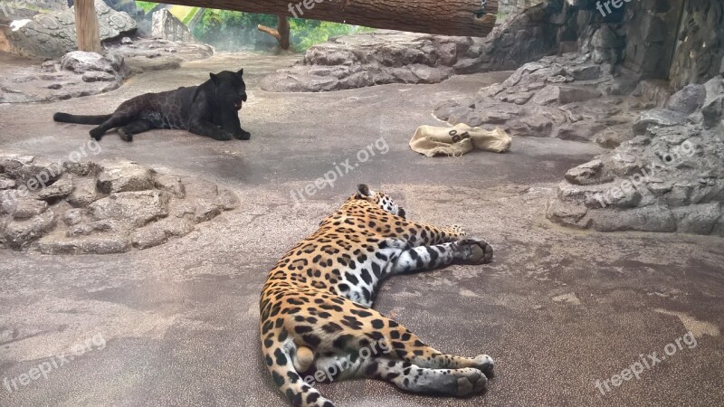 Leopard Black Zoo Wild Animal Sleeping