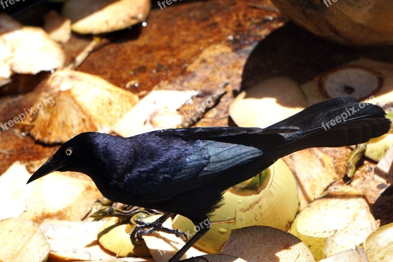 Bird Black Troepiaal Cuba Cuban