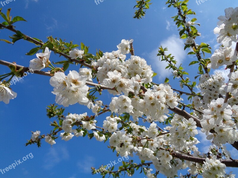 Flower Cherry Cherry Branches Spring Nature