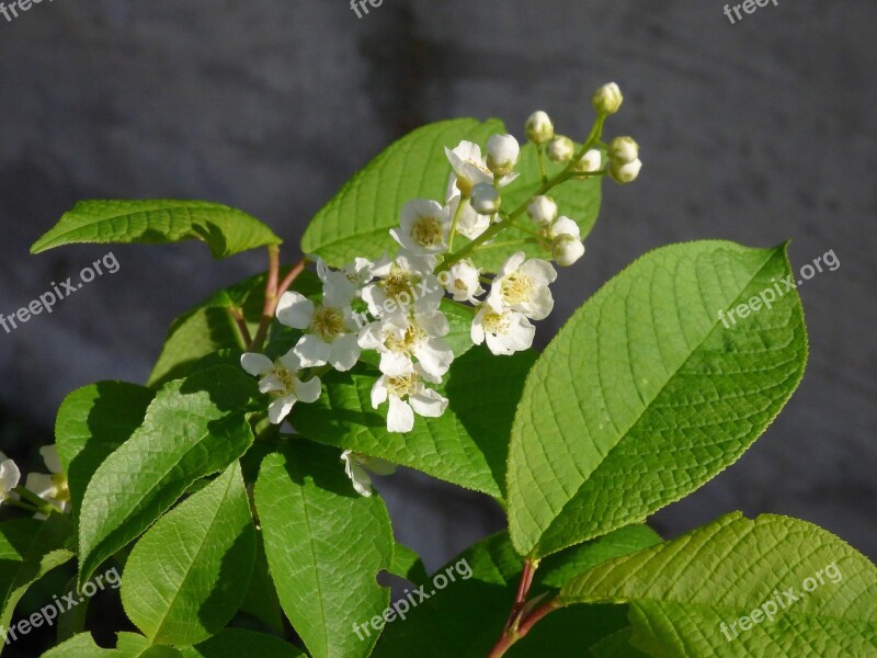 Spring Bird Cherry Macro Photography Free Photos