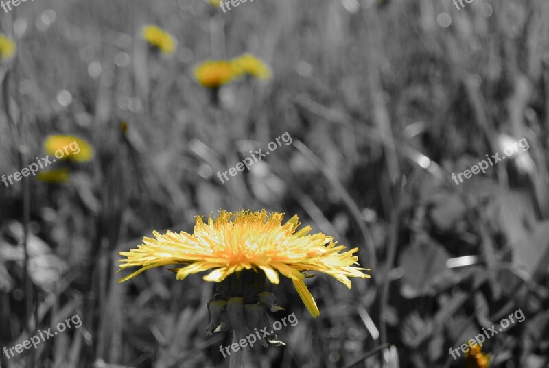 Tussilago Farfara Blossom Bloom Flower Meadow