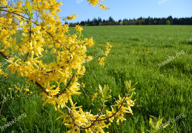 Forsythia Bloom Yellow Spring Gold Lilac