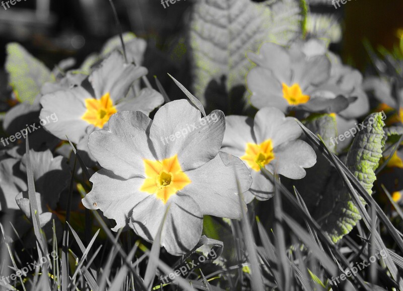 Primrose Primula Yellow Flowers Spring