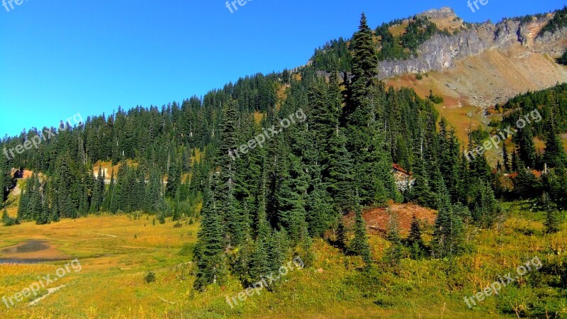 Trees Pine Trees Evergreen Landscape Mountain