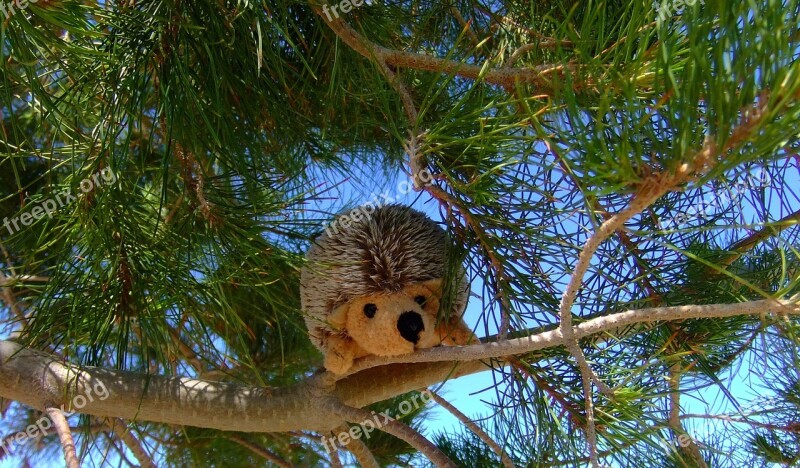 Stuffed Animal Plush Toy Hedgehog Toy Cute