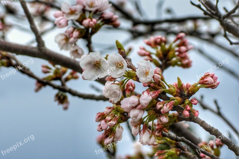 Natural Landscape Wood Tree Cherry Blossoms