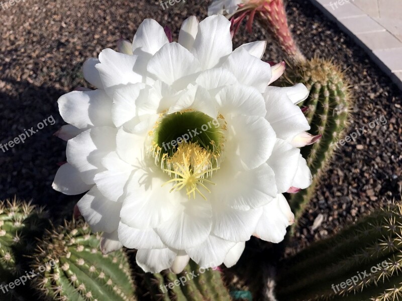 Cactus Argentina Giant Flower Desert Flower