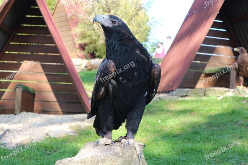 Adler Eagles Waiting In Detmold Bird Bird Of Prey Raptor