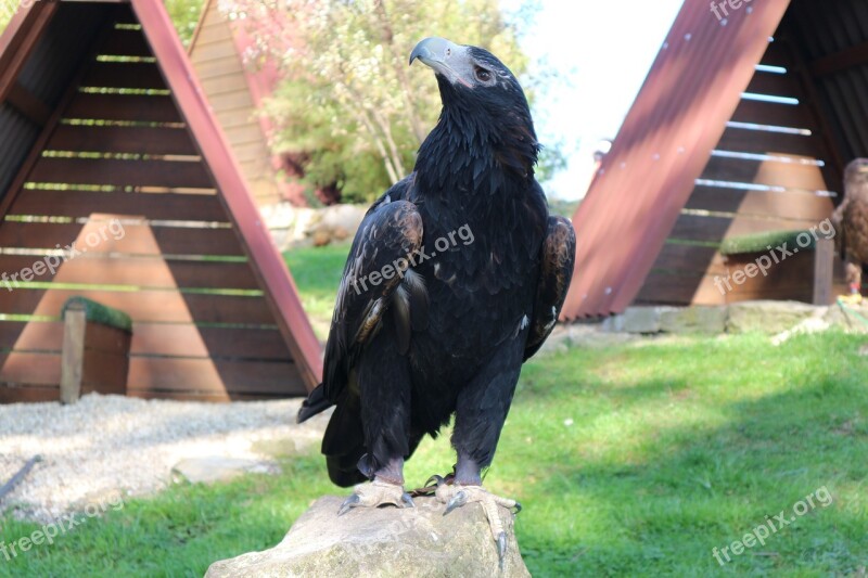 Adler Eagles Waiting In Detmold Bird Bird Of Prey Free Photos