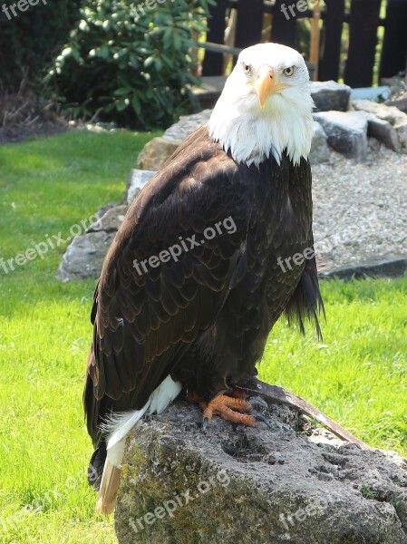 Eagles Waiting In Detmold White Tailed Eagle Adler Bald Eagle Raptor