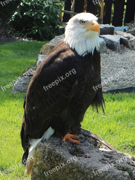 Adler Golden Eagle Raptor Bird Bald Eagle