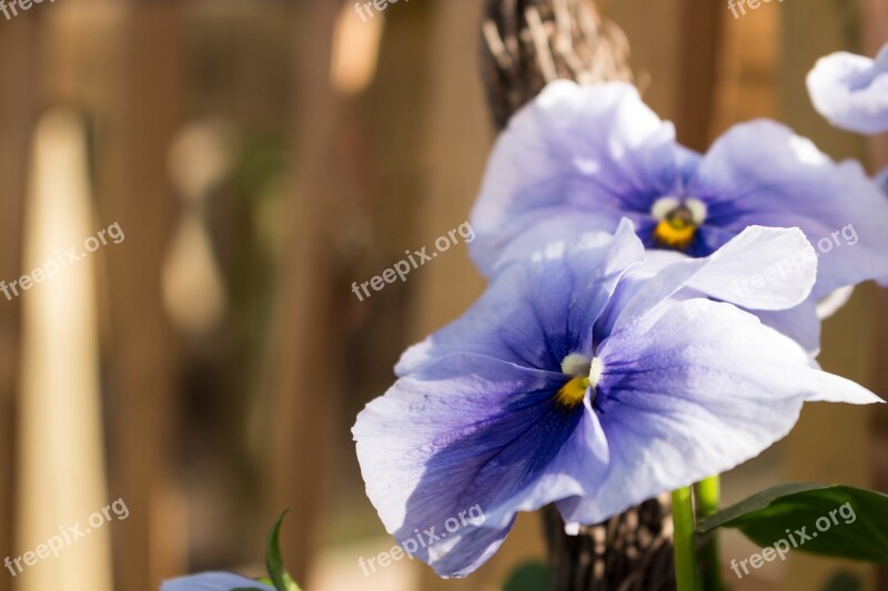 Flower Purple Out Of Focus Macro Purple Flower