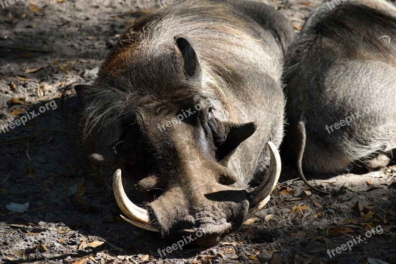 Warthog Animal Wildlife Reserve Zoo