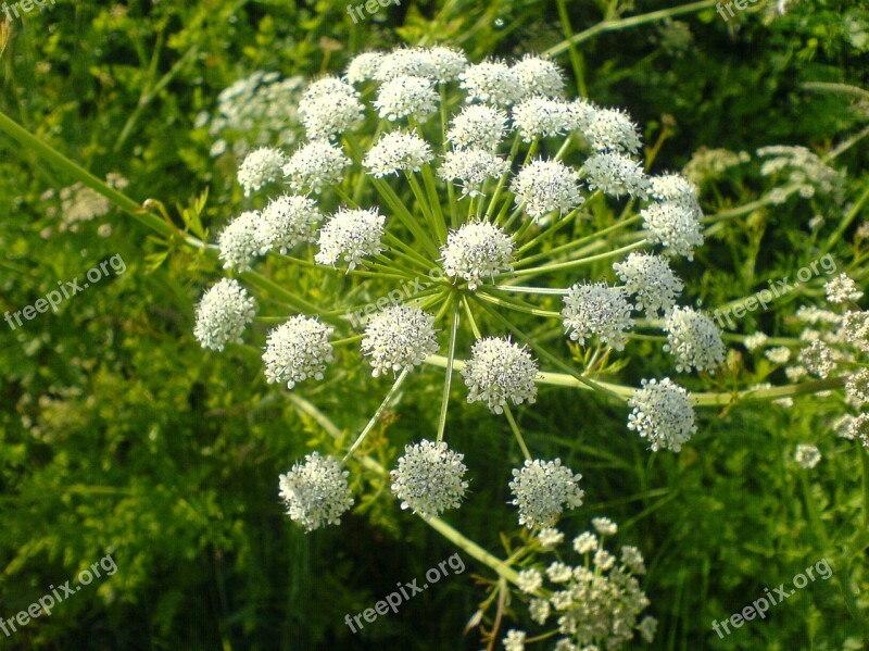 Umbel Umbelliferae Wild Carrot Bocage Angevin Free Photos