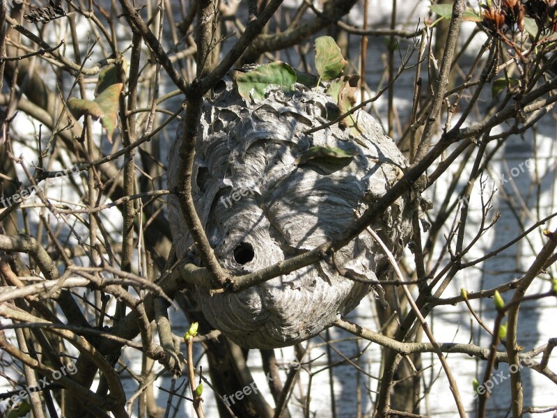 Paper Wasp Vespidae Wasp's Nest Hornet Moneymore