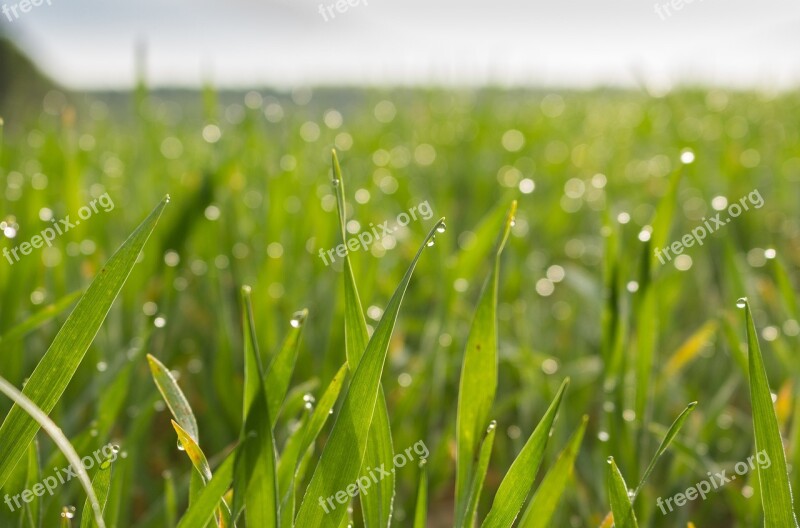 Meadow Field Barley Wheat Nature