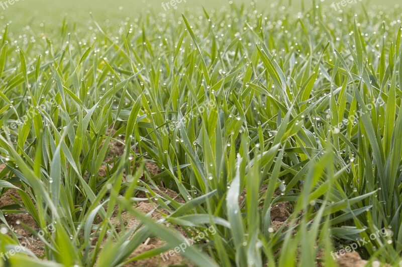 Meadow Field Barley Wheat Nature