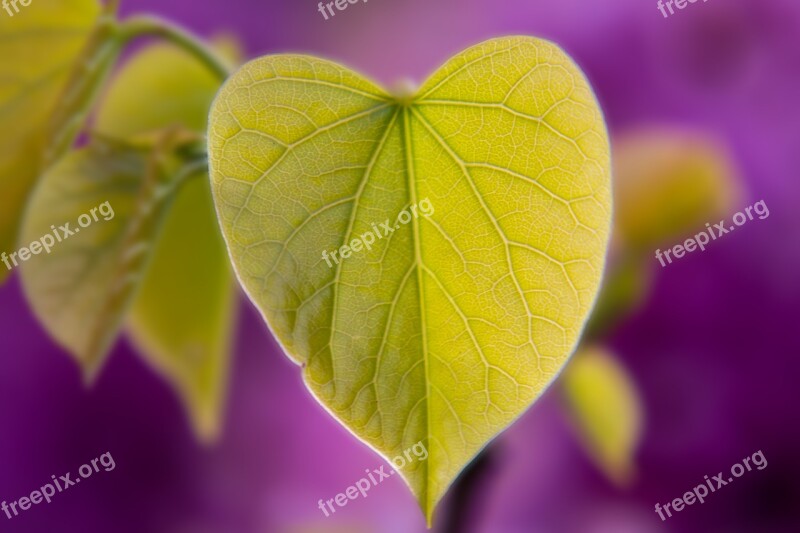 Leaf Heart Heart Shape Judas Tree Tree