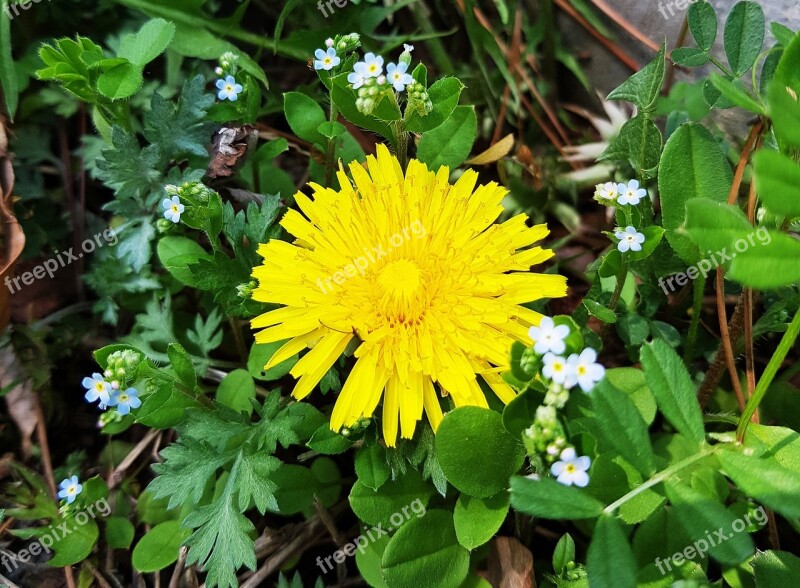 Dandelion Yellow Flower Yellow Spring Flowers Spring