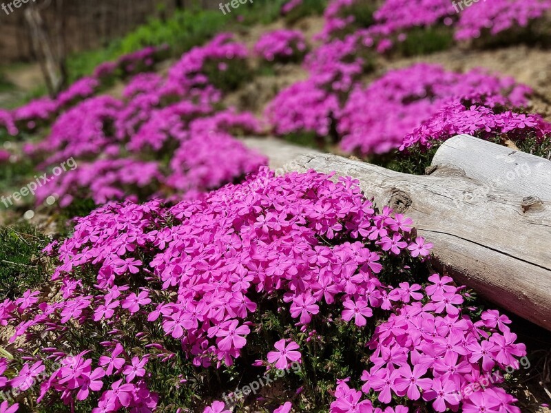 Spring Flowers Floor Failure Fujiyoshida Fire Festival Flower Grass Republic Of Korea Jeonju