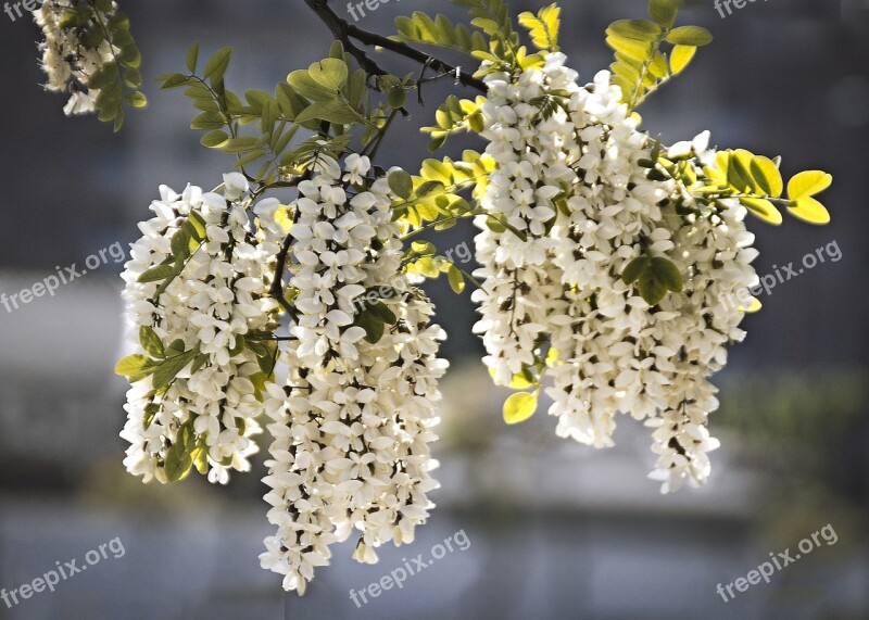 Flowers Perfume Acacia Nature Tree