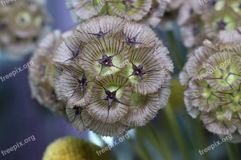 Scabiosa Plant Botany Free Photos