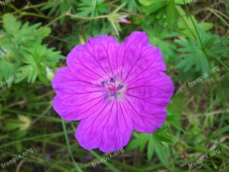 Flower Purple Blossom Bloom Purple Flower