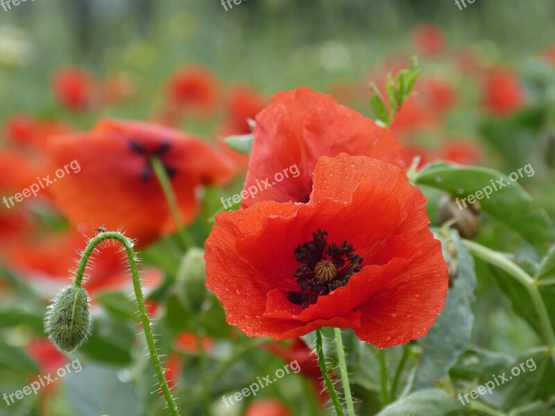 Poppy Wildflower Flower Spring Red