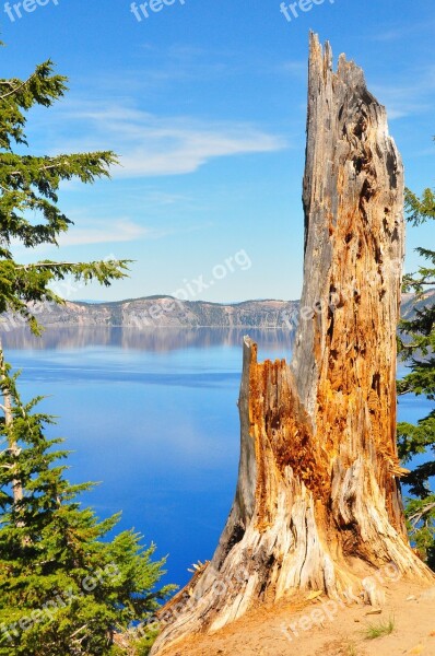 Crater Lake Mountain Tree Old