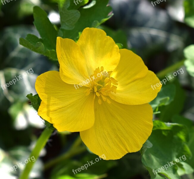 Wood Poppy Celandine Wildflower Flower Blossom