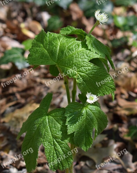 Goldenseal Wildflower Flower Blossom Bloom