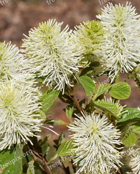 Fothergilla Witch-alder Wildflower Flower Blossom