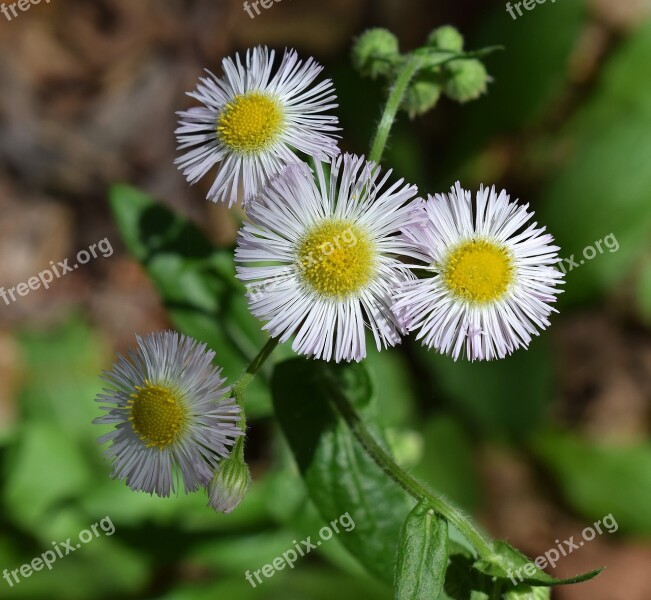 Fleabane Wildflower Medicinal Flower Blossom