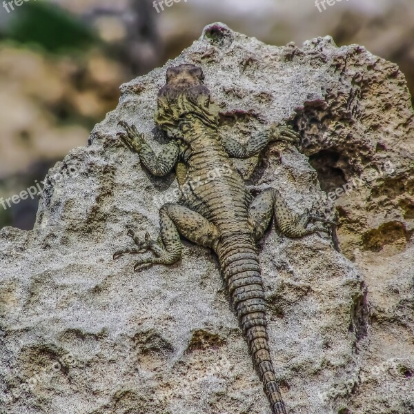 Laudakia Stellio Cypriaca Kurkutas Lizard Adaptation Camouflage