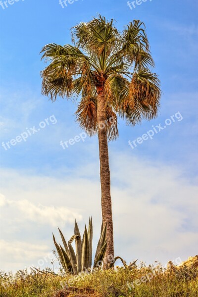 Palm Tree Aloe Vera Garden Nature Landscape